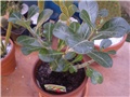 adenium